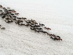 -山丹皇家马场