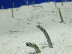 -上海海洋水族馆