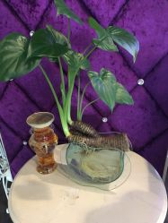 -薇兰专业脱毛连锁机构