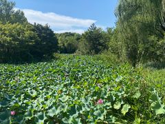 -昆山城市生态森林公园