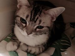 -猫大福·Fortune Cat猫舍(百子湾店)