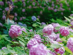 -上海滨江森林公园