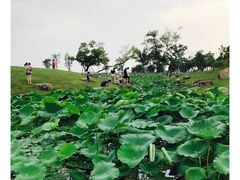 -滆湖低碳生态公园