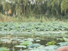 -济南大明湖景区