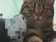 -东莞宠友24H宠物中心医院·转诊夜诊·异宠(新河北路院)