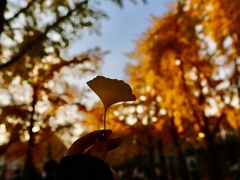 -三里屯东五街银杏大道