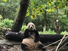 -都江堰中华大熊猫苑