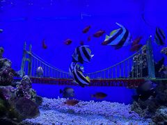 -中央广播电视塔