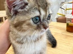 -楼上猫咖(罗湖店)
