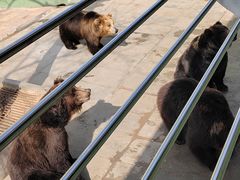 -西霞口神雕山野生动物世界