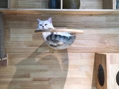 -喵屿·大理花园猫咖