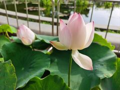 -莲花池公园