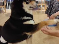 -南京Hallo宠物乐园·哈罗犬舍·柴犬繁育基地