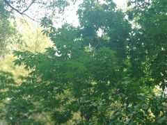 -上海佘山国家森林公园天马山园