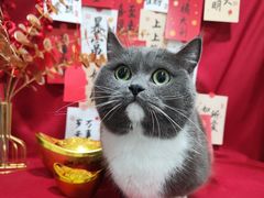 -凯瑞希宠物医院·狂犬免疫·微创·皮肤科
