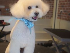 -Oh My Dog宠物沙龙(伊珊娜皮毛护理店)