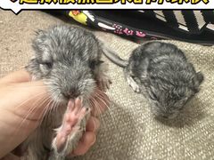 -簋街