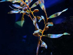 -大阪海游馆