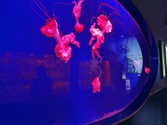 -西安曲江海洋极地公园