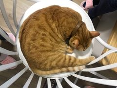-李小姐の猫咖啡馆(五角场店)