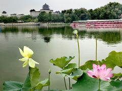 -莲花池公园