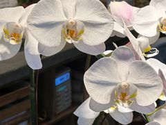 -自由生长植物工作室(深港花卉中心店)