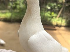 -呀路古热带植物园