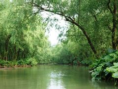 -大湾区中央湿地公园