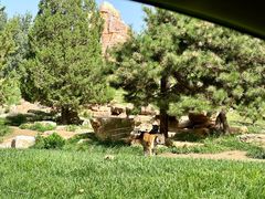 -北京野生动物园