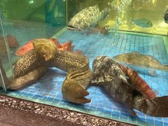 水产区-聚福宝合苑食府(南头镇店)