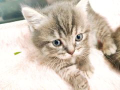 -十年猫舍·猫咪专门店(普陀店)