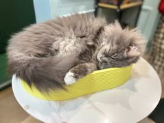 -安格丽娜·狗咖·猫咖羊驼咖(春熙路百盛商场店)