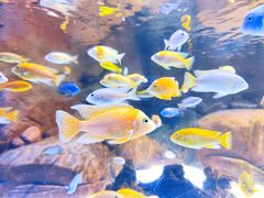 -上海海洋水族馆