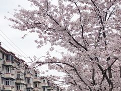 -宝山第一中心小学
