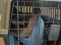 -瑞派申生动物医院·24H夜诊·国际动物医疗中心·骨外科(吴中路店)