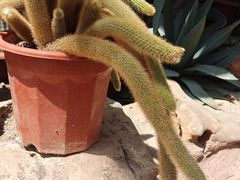 -北京植物园-展览温室