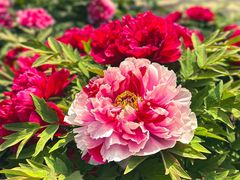 -莲花池公园