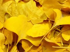 -四川大学(华西校区)