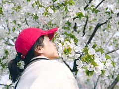 -南汇桃花村