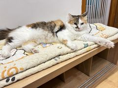 -是阿柴呀！柴犬咖啡·爱喵喵猫咖