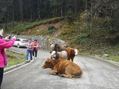 -硗碛藏寨·神木垒景区