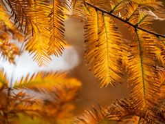 -桤木河湿地公园