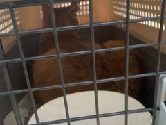 -瑞鹏宠物医院·宠保定点·心脏科·内科(御桥分院)