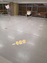 -艾薇芭蕾艺术中心