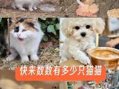 -千城康桥宠物医院·猫科·骨科·心脏