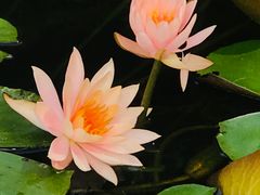 -晓港公园