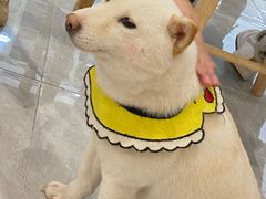 -柴犬小屋·柴餐厅·狗咖食堂(金鼎广场店)