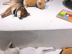 -柴务处·柴犬主题狗咖