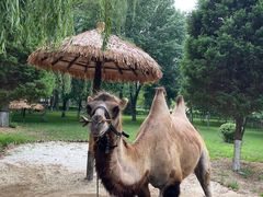 -北京野生动物园