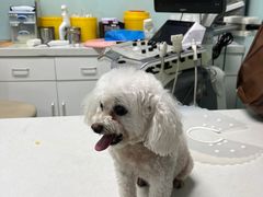 -达爱动物医院·犬猫分区·CT·复杂眼科(远洋山水分院)